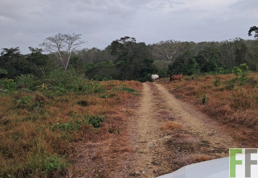 Pflegemaßnahmen 2025