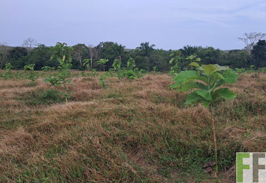 Pflegemaßnahmen 2025