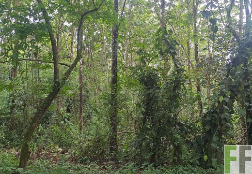 Waldbegehung 2025 Luna I