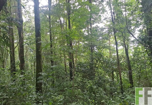 Waldbegehung 2025 Luna I