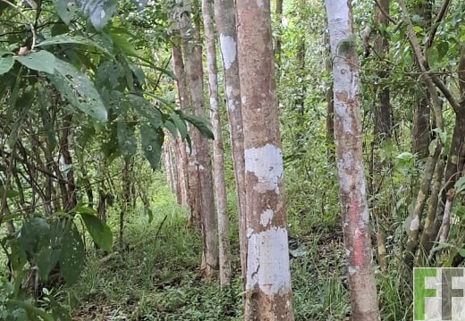 Waldbegehung 2025 Luna I