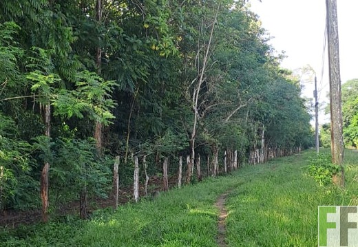 Waldbegehung 2025 Luna II