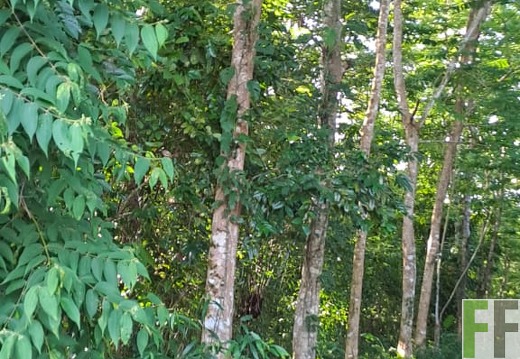 Waldbegehung 2025 Luna II