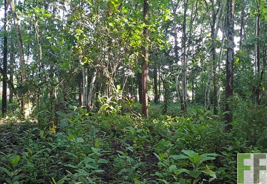 Waldbegehung 2025 Luna II