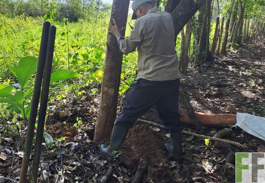 Waldbegehung 2025 San Juan I