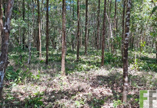 Waldbegehung 2025 San Juan I