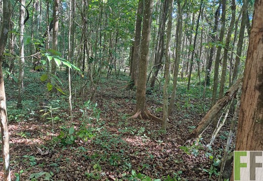 Waldbegehung 2025 San Juan I