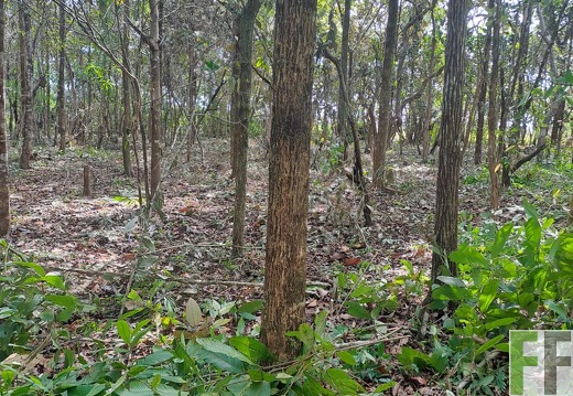 Waldbegehung 2025 San Juan I