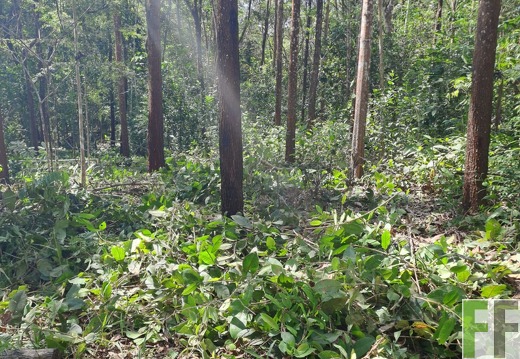 Waldbegehung 2025 San Juan II