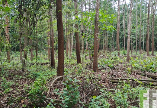 Waldbegehung 2025 San Juan II