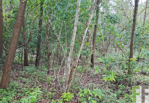 Waldbegehung 2025 San Juan II