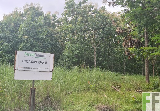 Waldbegehung 2025 San Juan III