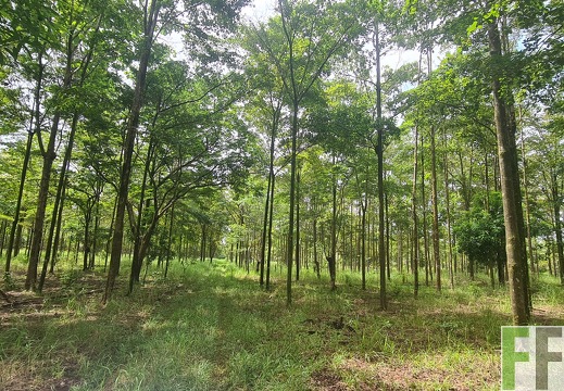 Waldbegehung 2025 San Juan III