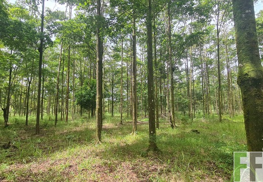 Waldbegehung 2025 San Juan III