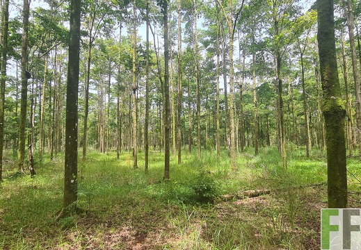 Waldbegehung 2025 San Juan III