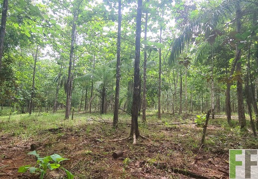 Waldbegehung 2025 San Juan III