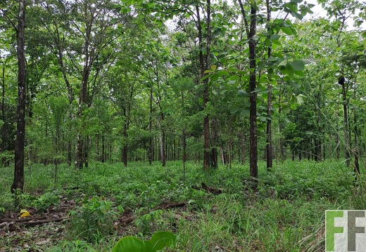 Waldbegehung 2025 San Juan III