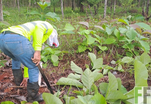 Waldbegehung 2025 San Juan III