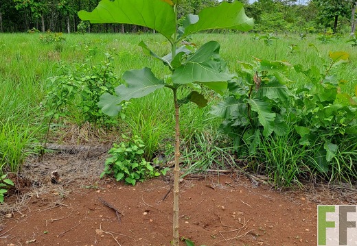 Waldbegehung 2025 San Juan IV