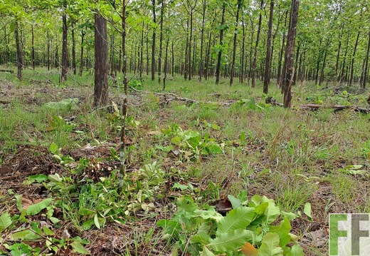 Waldbegehung 2025 San Juan IV