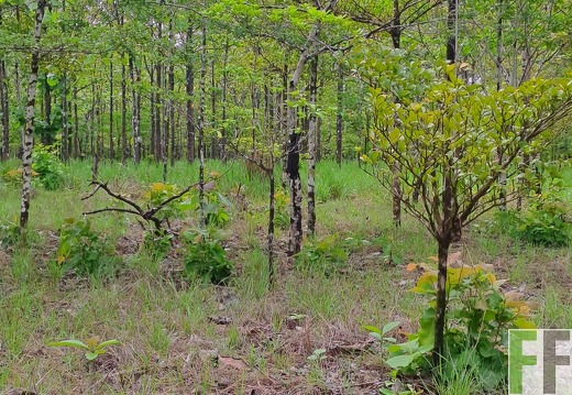 Waldbegehung 2025 San Juan V