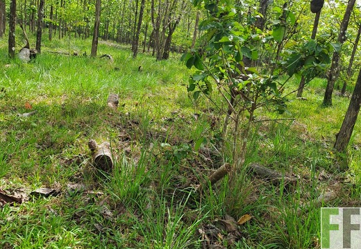 Waldbegehung 2025 San Juan VI