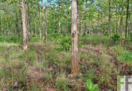 Waldbegehung 2025 San Juan VI