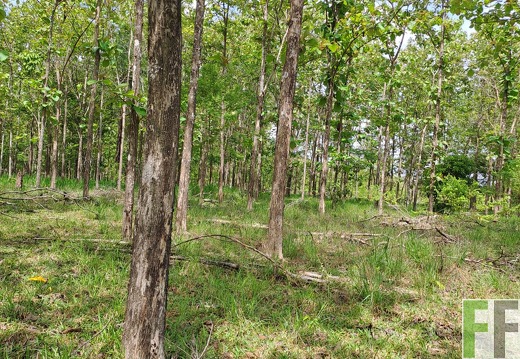 Waldbegehung 2025 San Juan VI