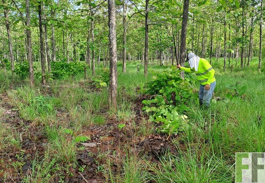 Waldbegehung 2025 San Juan VI
