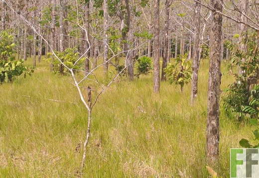 Waldbegehung 2025 San Juan VII