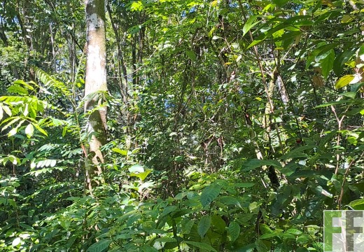 Waldbegehung 2025 Monos II