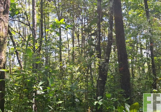 Waldbegehung 2025 Monos IV