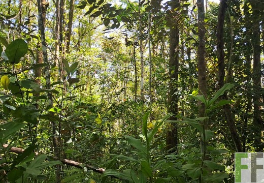 Waldbegehung 2025 Monos IV