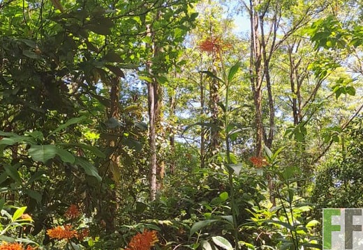 Waldbegehung 2025 Monos IV