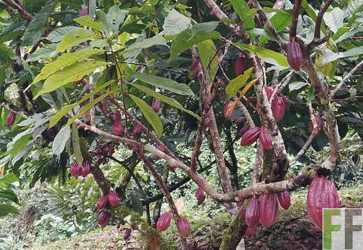 Quebrada Pitti II Bilder Februar 2026