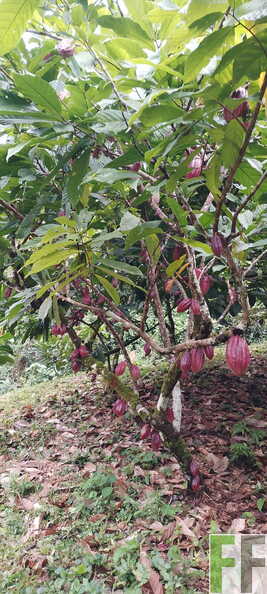 Lote G finca Pitti.jpeg