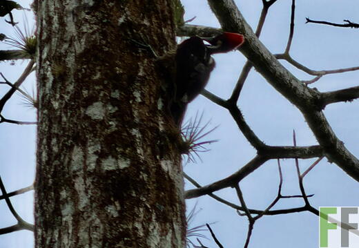 Tiersichtungen in Quebrada Pitti im Frühjahr 2026