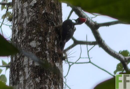 Tiersichtungen in Quebrada Pitti im Frühjahr 2026