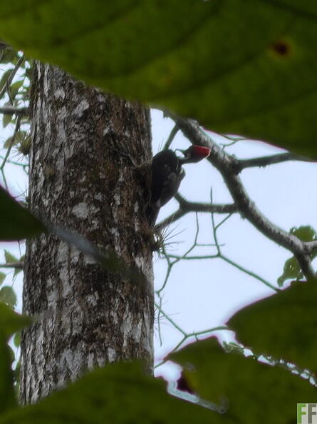 Carpintero - QP.jpeg