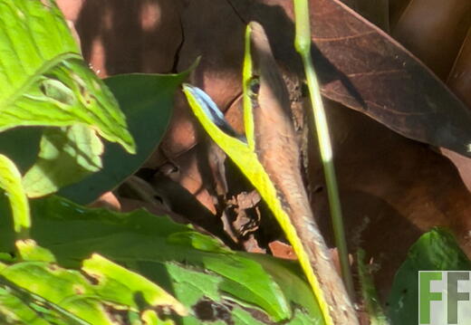 Tiersichtungen in Quebrada Pitti im Frühjahr 2026