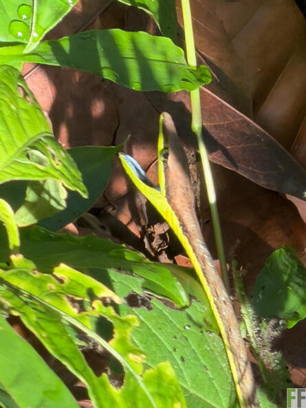 vivora pajarera .jpeg