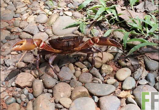 Tiersichtungen in Quebrada Limon im Frühjahr 2026