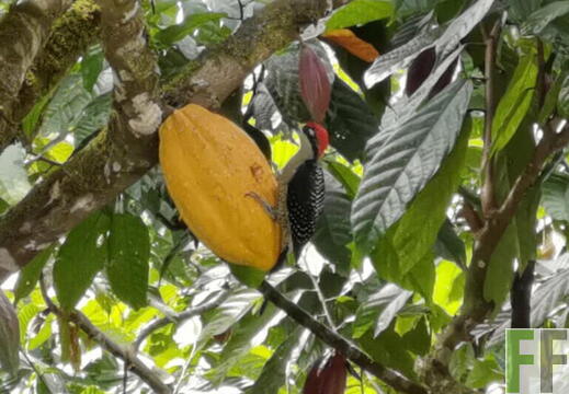Tiersichtungen in Quebrada Limon im Frühjahr 2026