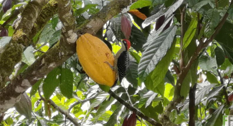 Carpintero - QL.jpeg