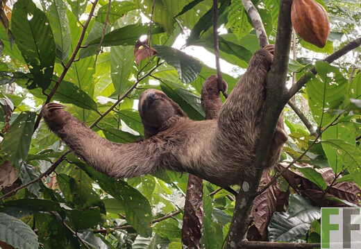 Tiersichtungen in Quebrada Limon im Frühjahr 2026