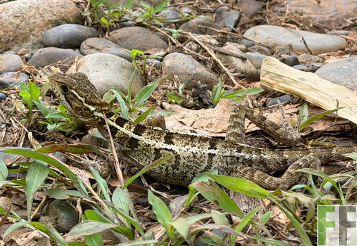 Tiersichtungen in Quebrada Limon im Frühjahr 2026