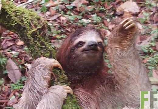 Tiersichtungen in Quebrada Limon im Frühjahr 2026