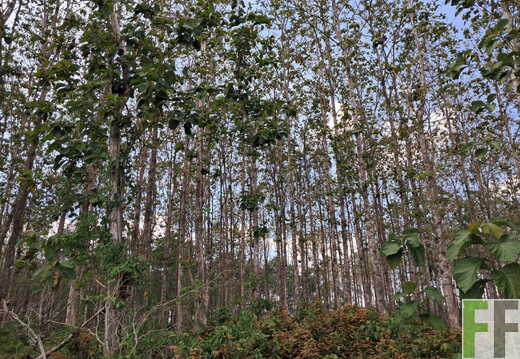 Waldbegehung April 2026