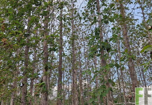 Waldbegehung April 2026
