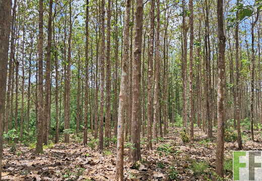Waldbegehung April 2026